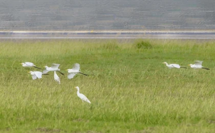 Track: Emerging Wildlife Strikes and Impact to Aviation Safety